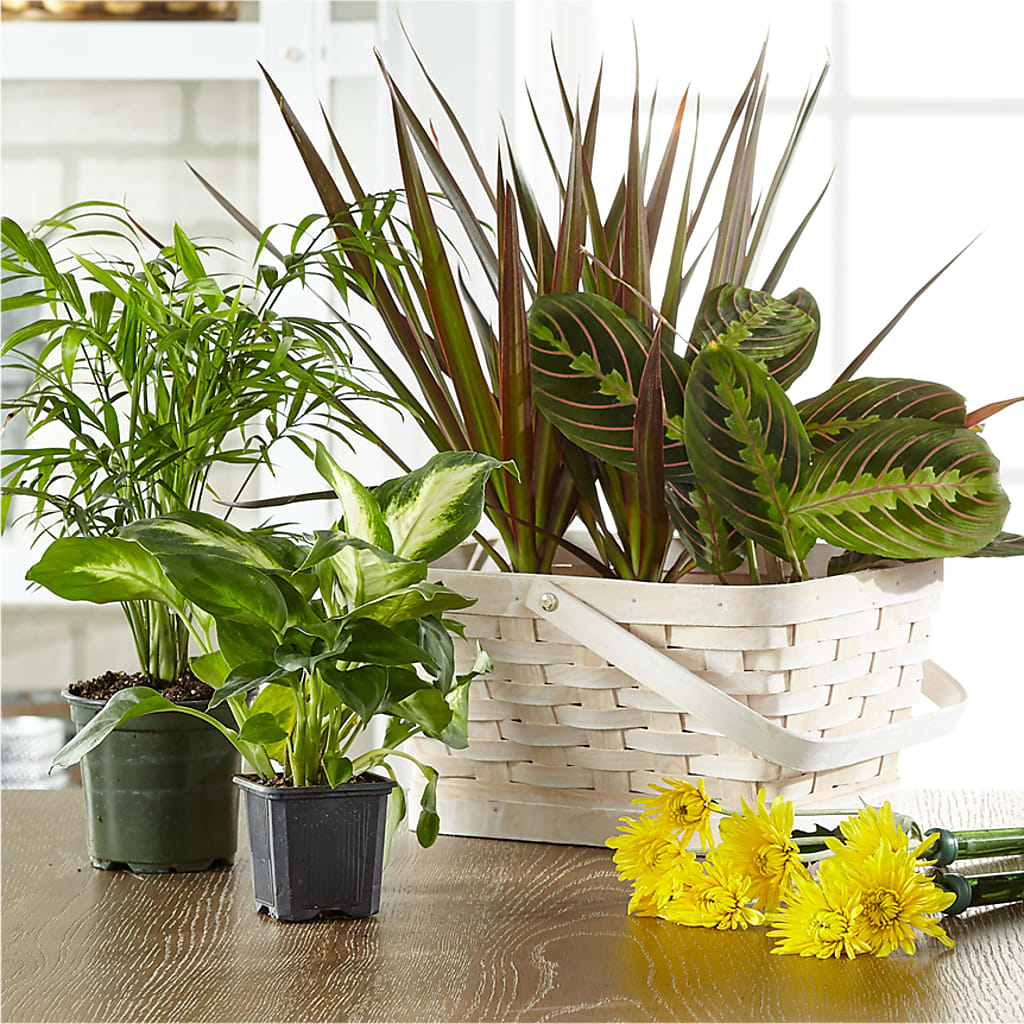 Florist Designed Blooming and Green Plants in a Basket – Gerbes, Wichita KS