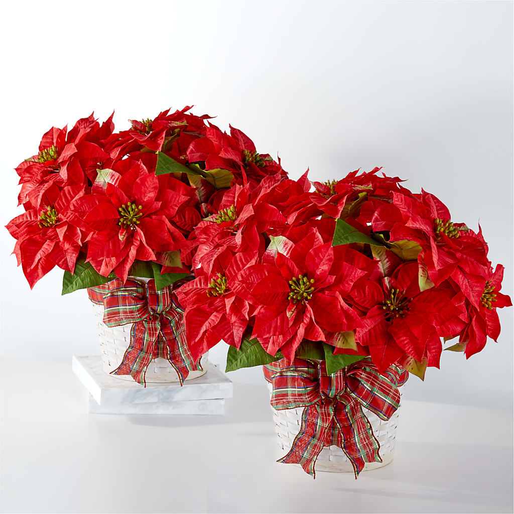 Happiest Holidays Poinsettia Bundle – Gerbes, Wichita KS