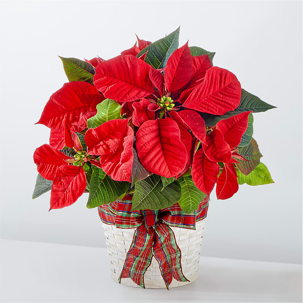 Happiest Holidays Poinsettia – Gerbes, Wichita KS