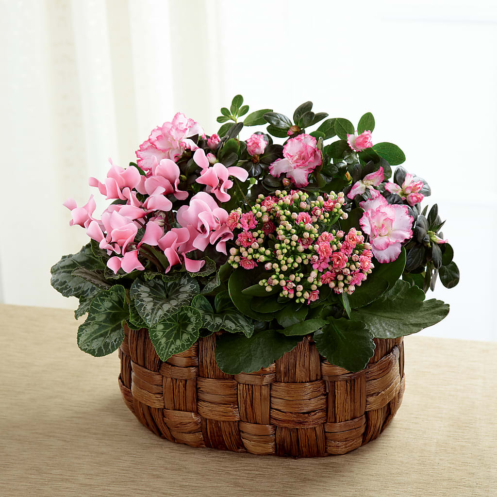 Pink Assortment – Gerbes, Wichita KS