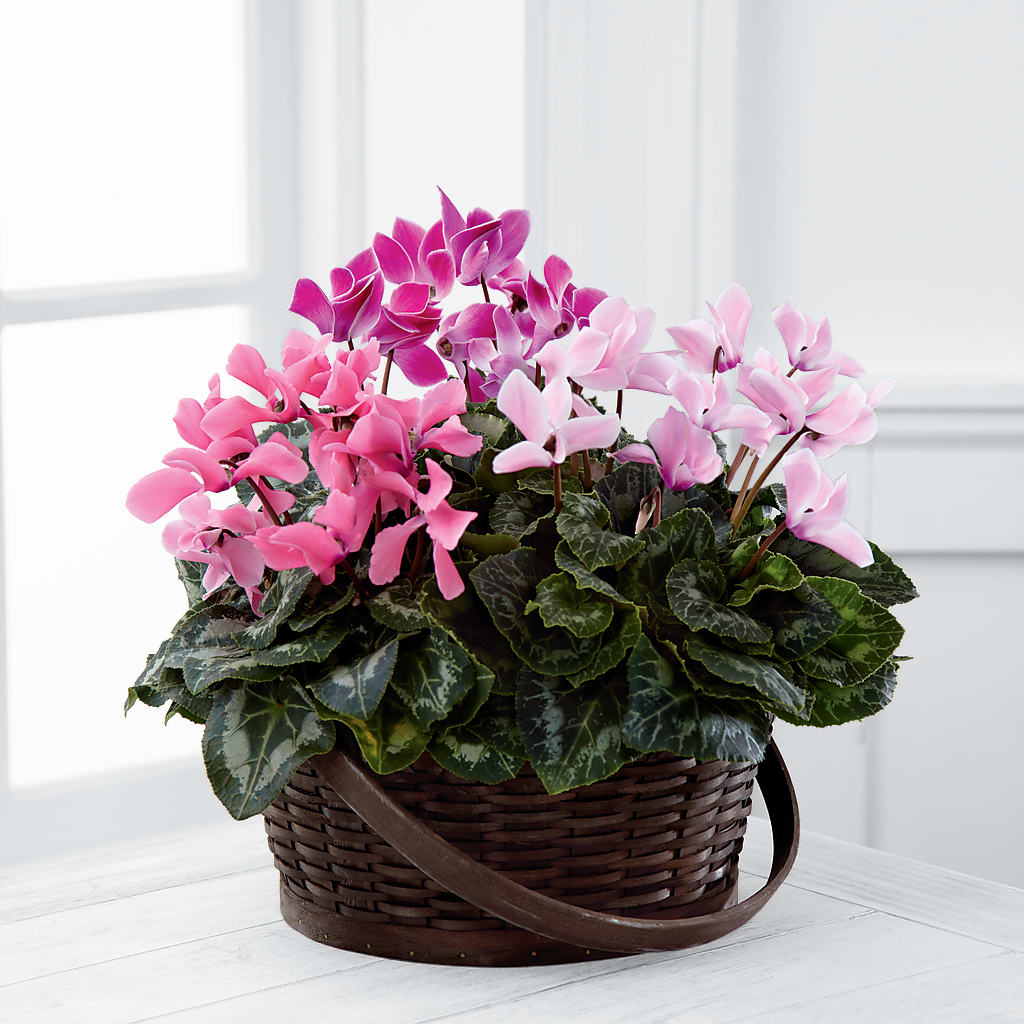 Mixed Cyclamen Planter – Gerbes, Wichita KS