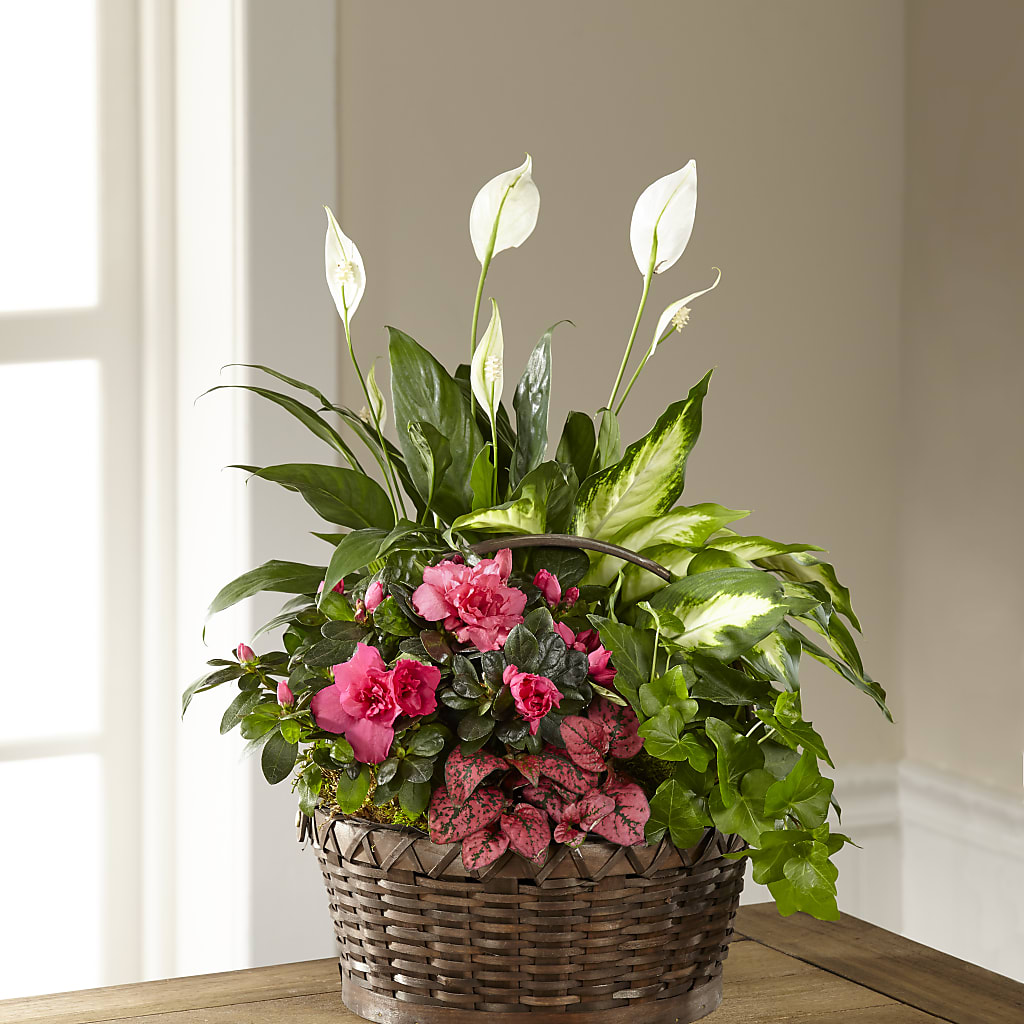 Dream in Pink Dishgarden – Gerbes, Wichita KS