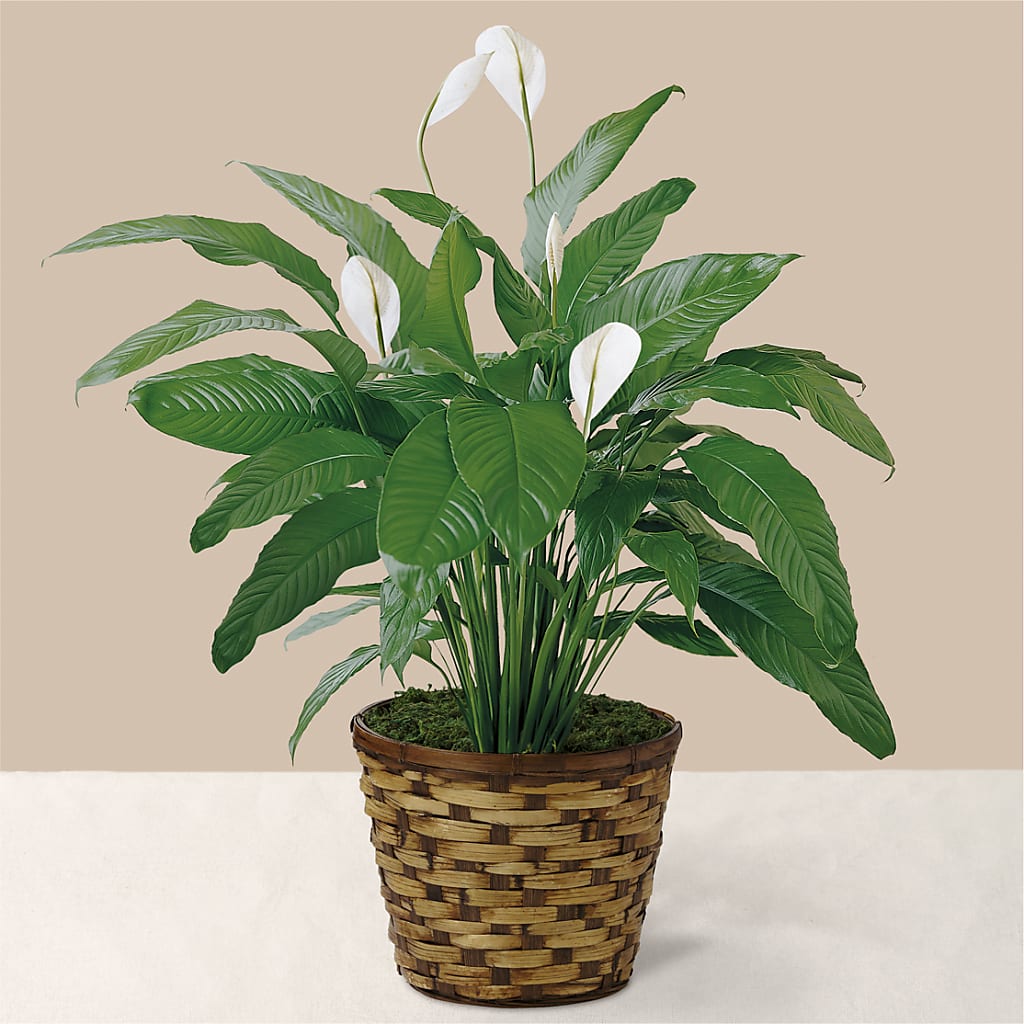 Tranquil Moments Peace Lily Plant – Gerbes, Wichita KS