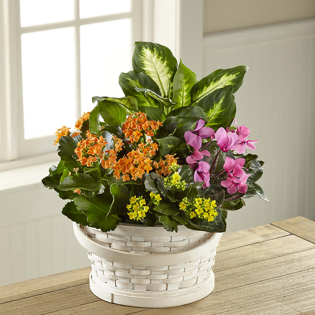 Color Crush Dishgarden – Gerbes, Wichita KS