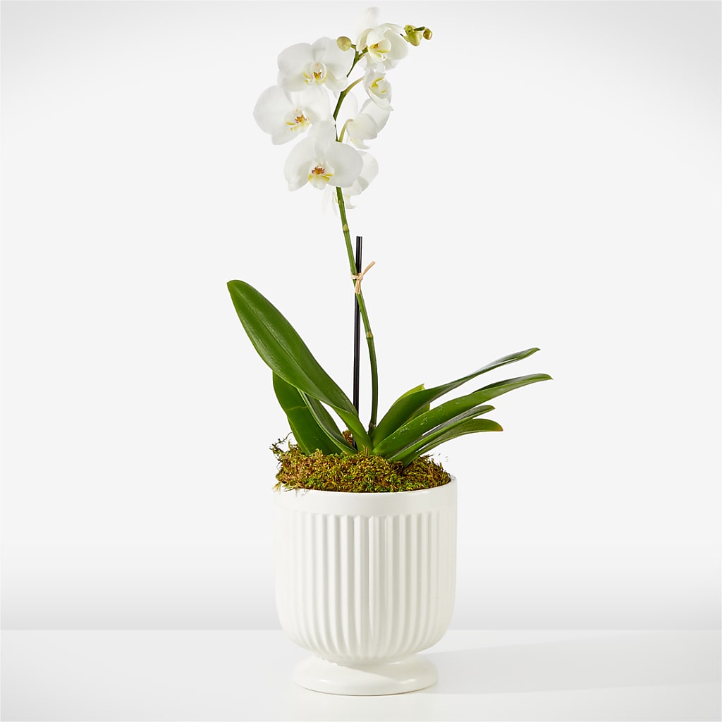 Whispering White Orchid – Gerbes, Wichita KS