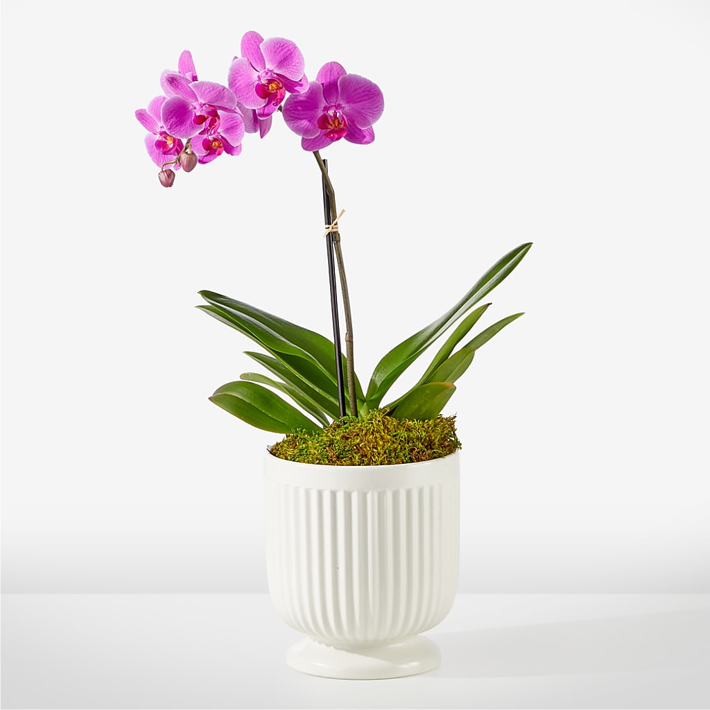 Friendly Fuchsia Orchid – Gerbes, Wichita KS