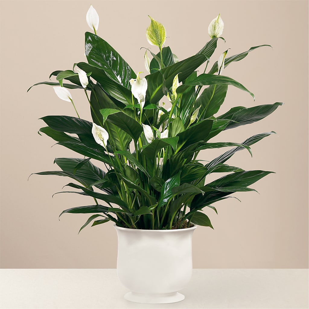 Comfort Planter – Gerbes, Wichita KS