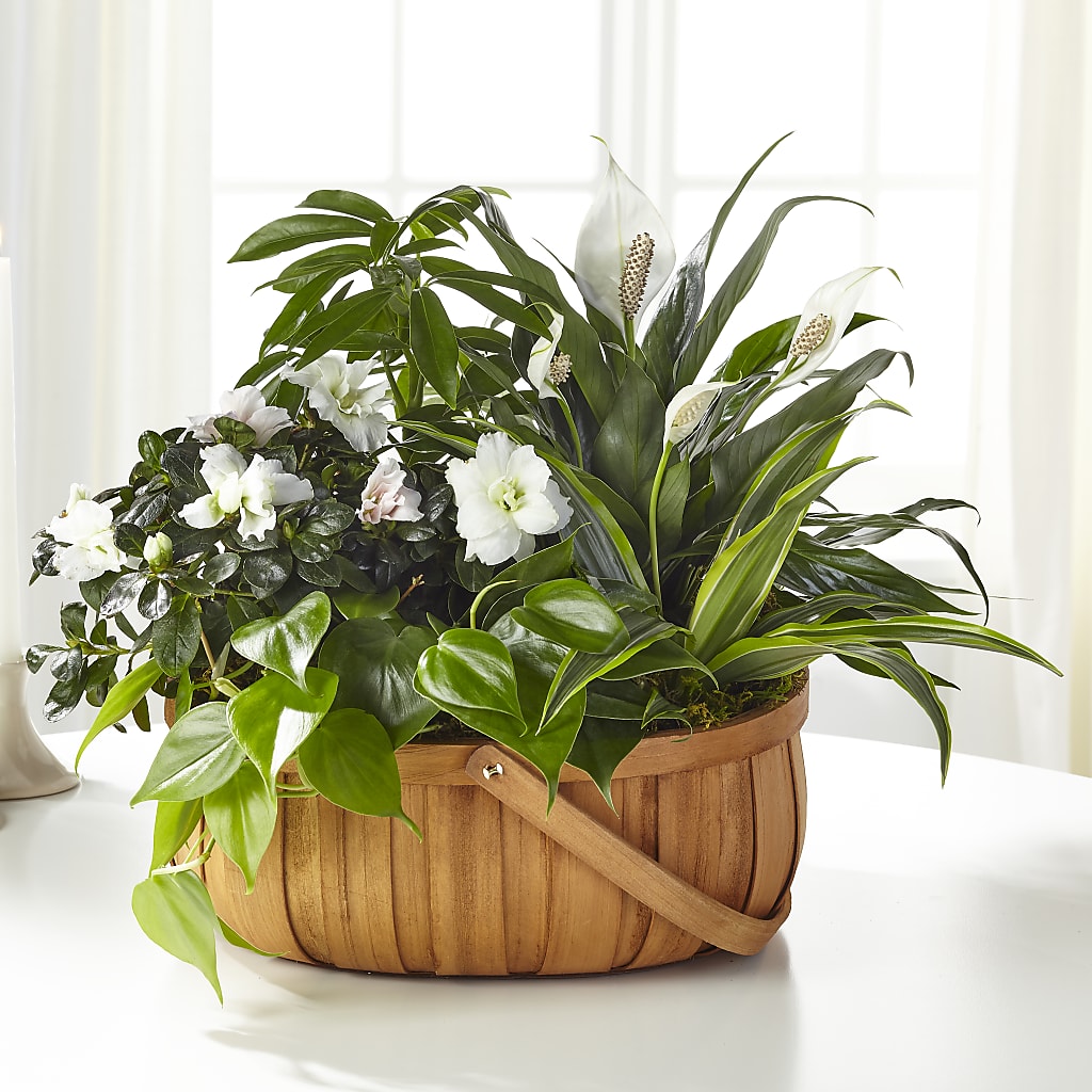 Serene Dishgarden – Gerbes, Wichita KS