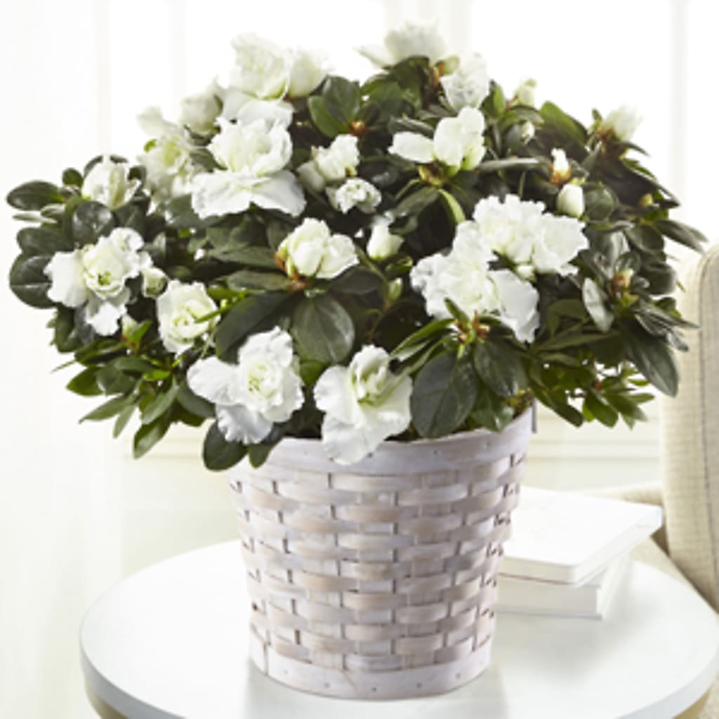 White Azalea Plant – Gerbes, Wichita KS