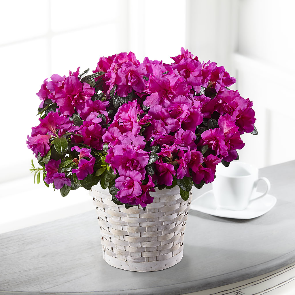 Hope & Serenity Azalea Plant – Gerbes, Wichita KS