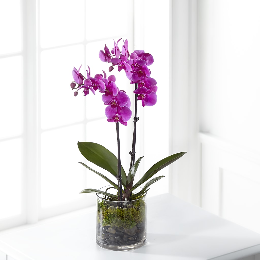 Pink Orchid Plant – Gerbes, Wichita KS