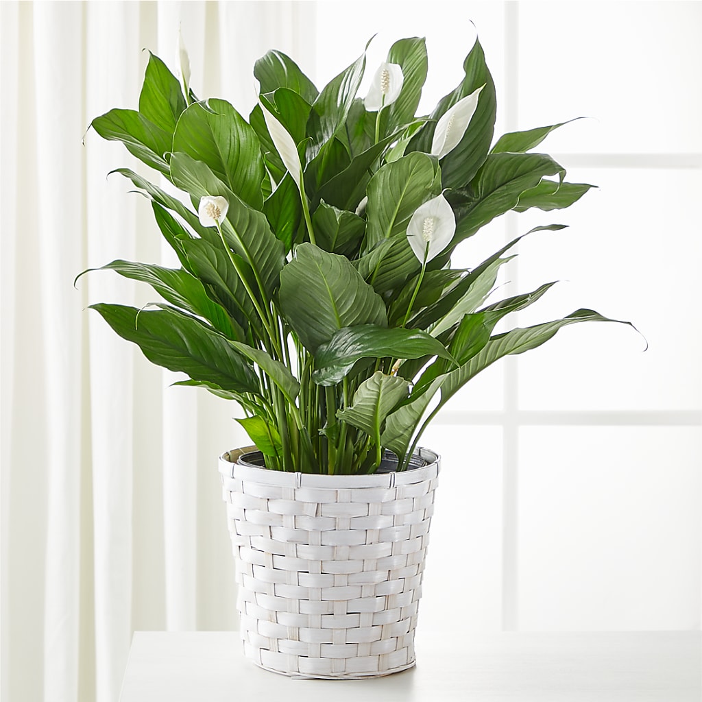 A New Leaf Peace Lily – Gerbes, Wichita KS