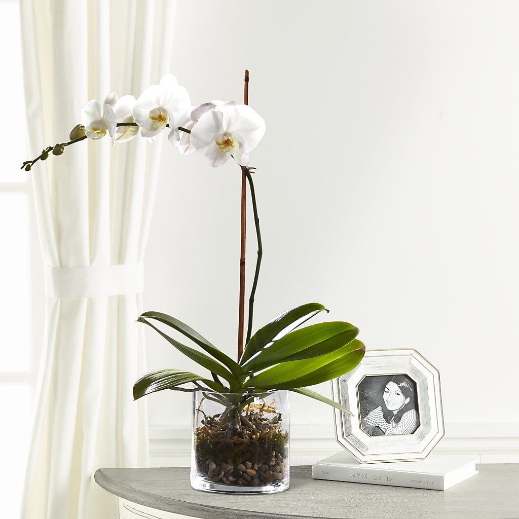 White Orchid Planter – Gerbes, Wichita KS