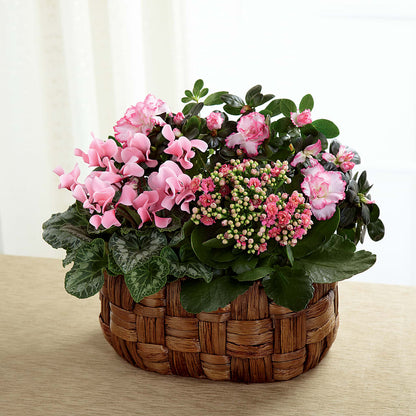 Pink Assortment –  Gerbes, Wichita KS