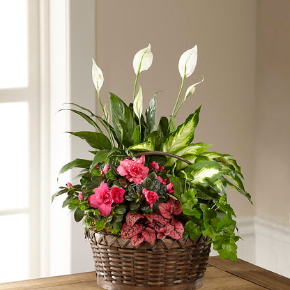 Dream in Pink Dishgarden –  Gerbes, Wichita KS