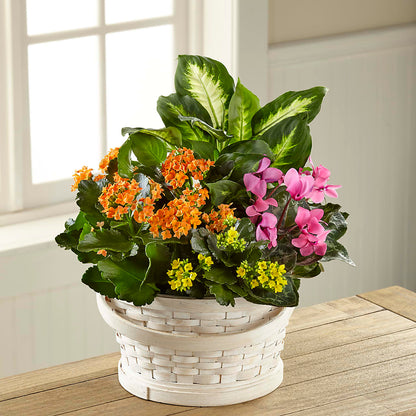 Color Crush Dishgarden –  Gerbes, Wichita KS