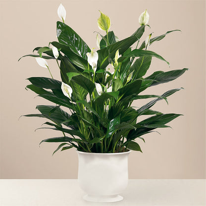 Comfort Planter –  Gerbes, Wichita KS