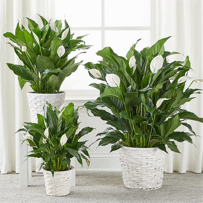 A New Leaf Peace Lily –  Gerbes, Wichita KS