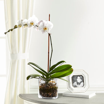 White Orchid Planter –  Gerbes, Wichita KS