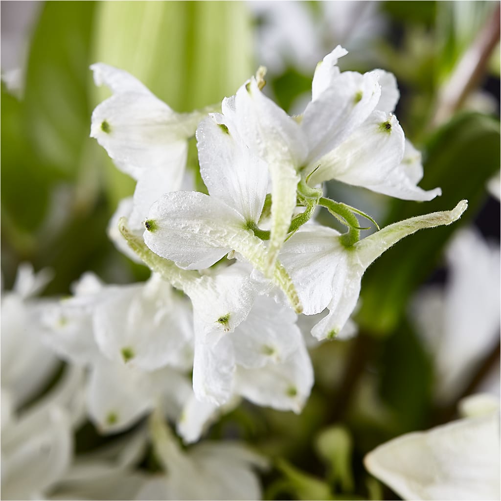 Classic Ivory – A Florist Original –  Gerbes, Wichita KS